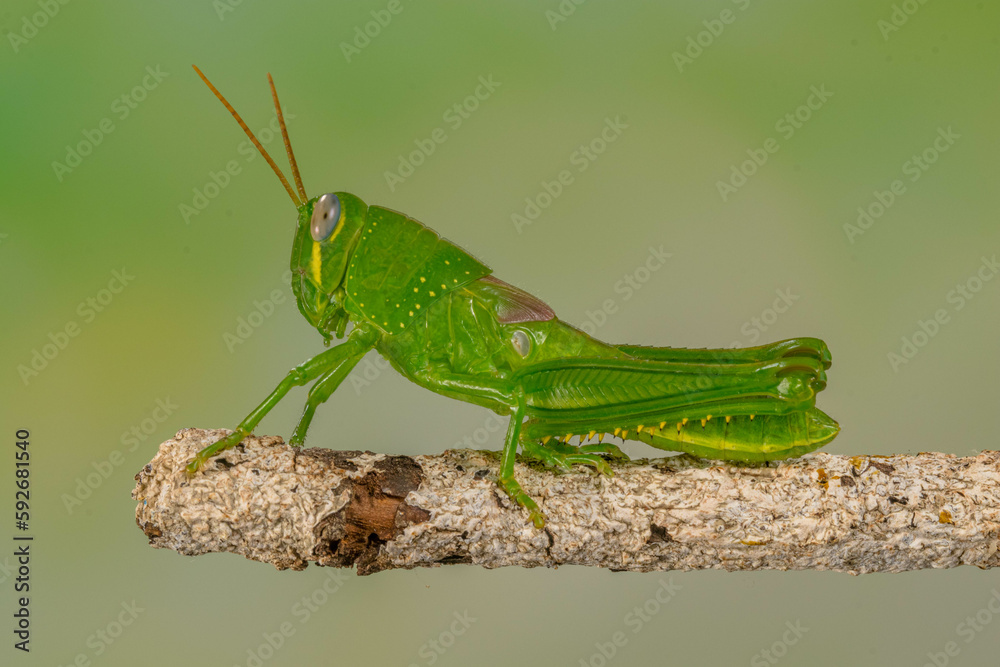 Grasshoppers are insects with long, powerful back legs which they use for jumping. They generally live in dry habitats, such as fields, gardens and meadows Grasshoppers are insects with long, powerful back legs which they use for jumping. They generally live in dry habitats, such as fields, gardens and meadows