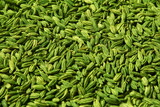 dried green fennel seeds or Saunf herb also known as variyali mukhvas in india isolated as texture background,top view
