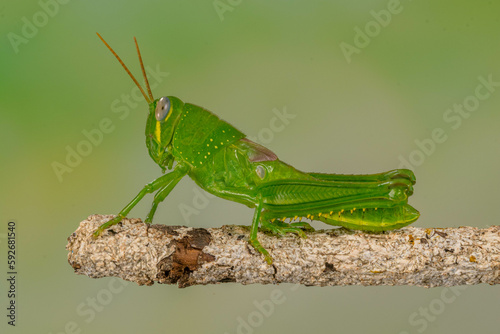 Grasshoppers are insects with long, powerful back legs which they use for jumping. They generally live in dry habitats, such as fields, gardens and meadows