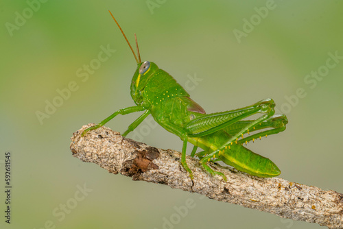 Grasshoppers are insects with long, powerful back legs which they use for jumping. They generally live in dry habitats, such as fields, gardens and meadows