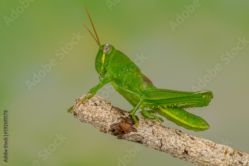 Grasshoppers are insects with long, powerful back legs which they use for jumping. They generally live in dry habitats, such as fields, gardens and meadows