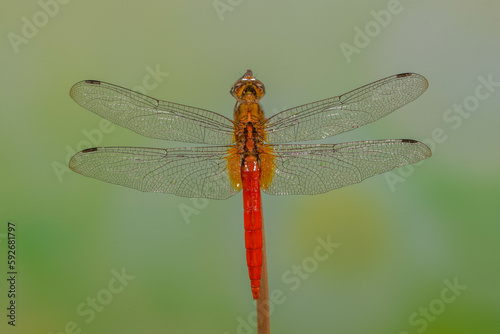 A dragonfly is a flying insect belonging to the infraorder Anisoptera below the order Odonata