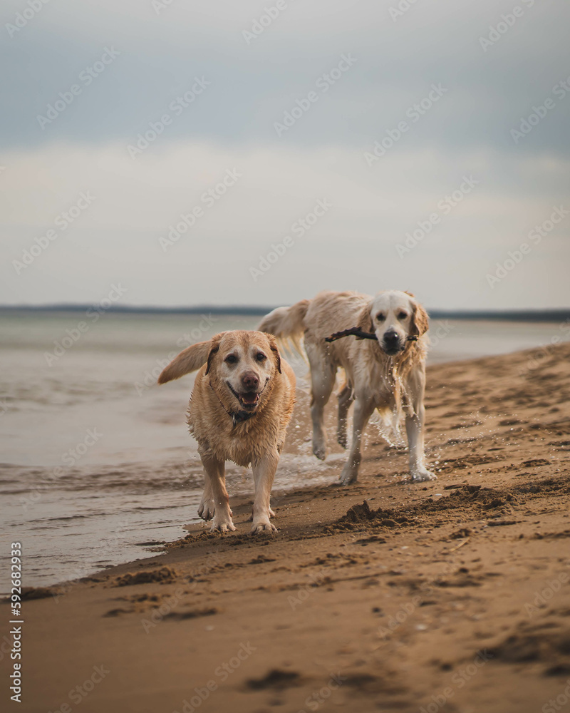 White young golden retriever and old labrador on the sandy beach. White young golden retriever and old labrador on the sandy beach.