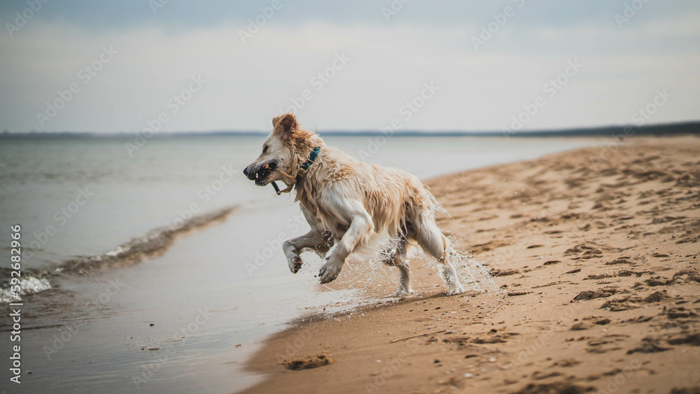 White golden retriever on a sandy beach.