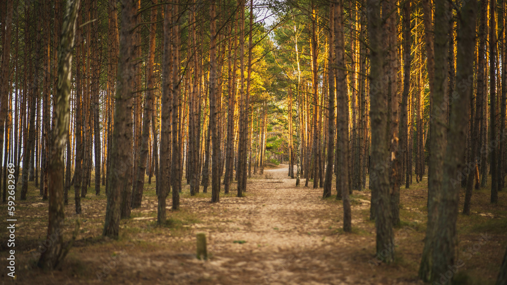 Amazing forest view with soft light surrounding the trees. Ray of light.