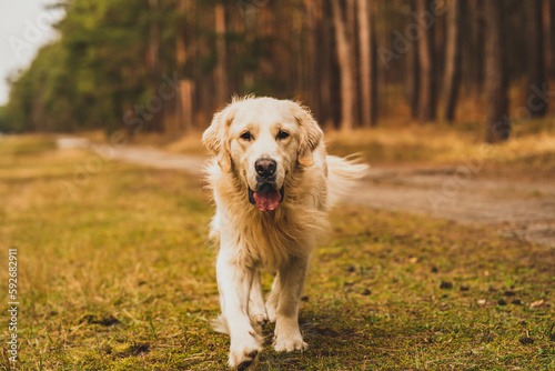 White golden retriever on a forest road. © Kamil