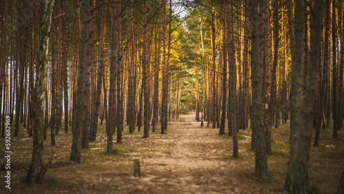 Amazing forest view with soft light surrounding the trees. Ray of light.