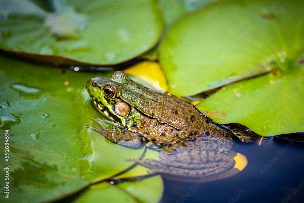 A closeup image of a common green frog floating among lily pads. A closeup image of a common green frog floating among lily pads.