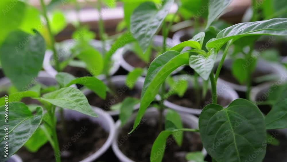 Chilli epper seedlings for planting. Detail of chilli seedling leaves. Seedlings for planting Chilli epper seedlings for planting. Detail of chilli seedling leaves. Seedlings for planting