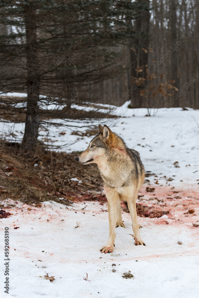 Naklejka premium Grey Wolf (Canis lupus) Looks Left in Bloody Snow Winter