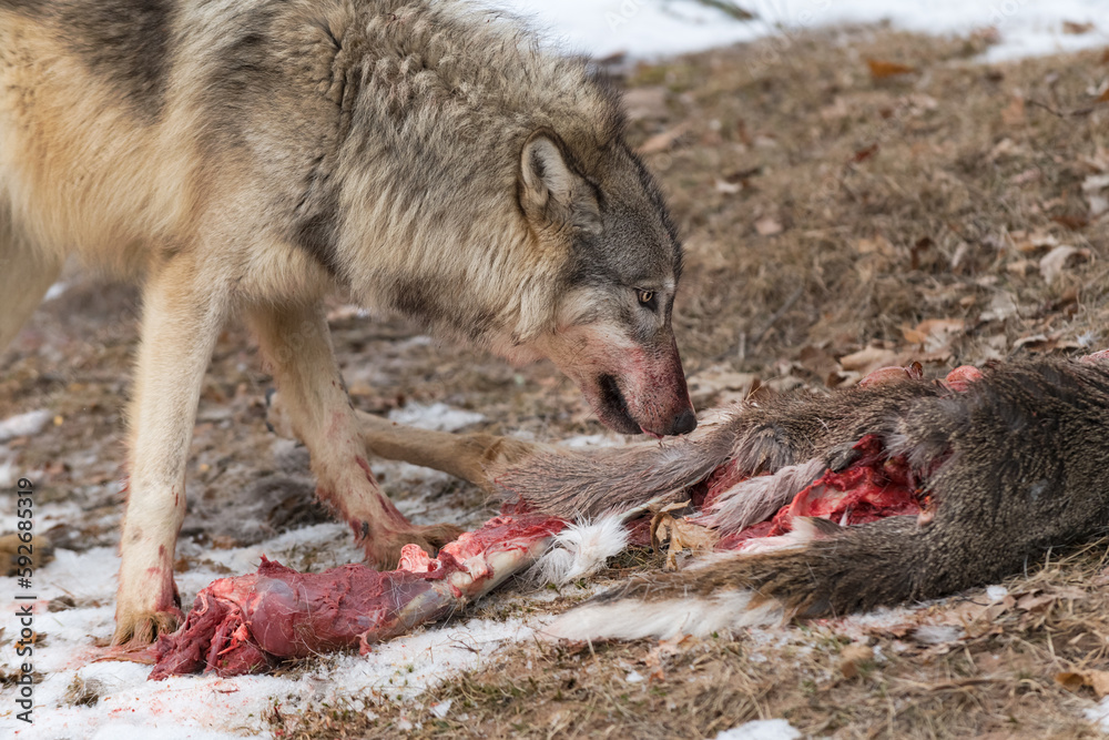 Grey Wolf (Canis lupus) Licks Chops Over White-Tail Deer Carcass Winter Grey Wolf (Canis lupus) Licks Chops Over White-Tail Deer Carcass Winter