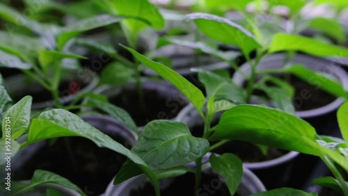 Wallpaper Mural Chilli epper seedlings for planting. Detail of chilli seedling leaves. Seedlings for planting  Torontodigital.ca