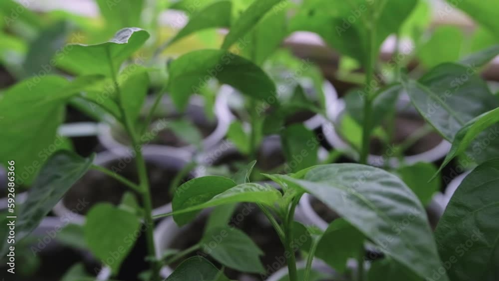 Chilli epper seedlings for planting. Detail of chilli seedling leaves. Seedlings for planting Chilli epper seedlings for planting. Detail of chilli seedling leaves. Seedlings for planting