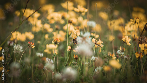bumblebee on flowers