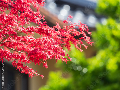 flowers in spring