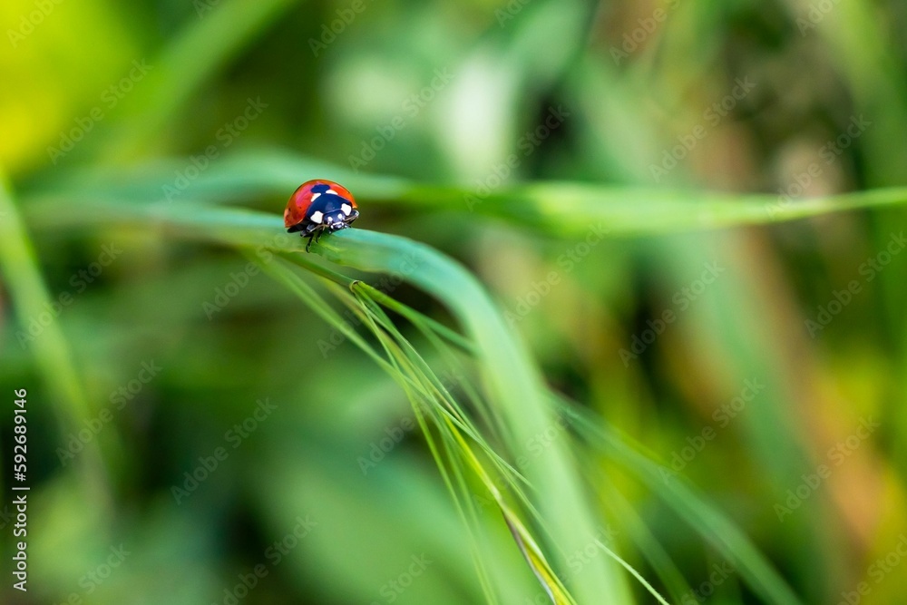 Closeup shot of a ladybug on the grass on blurry background Closeup shot of a ladybug on the grass on blurry background