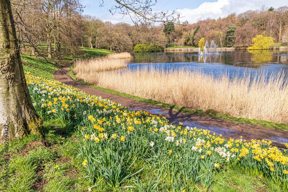 Daffodils in springtime beside the Upper Lake in Roundhay Park, Leeds, Yorkshire, England UK