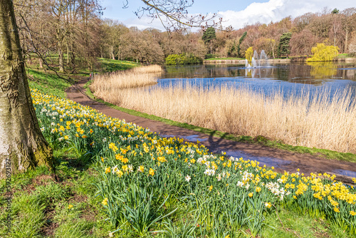 Obraz na płótnie Daffodils in springtime beside the Upper Lake in Roundhay Park, Leeds, Yorkshire, England UK w salonie