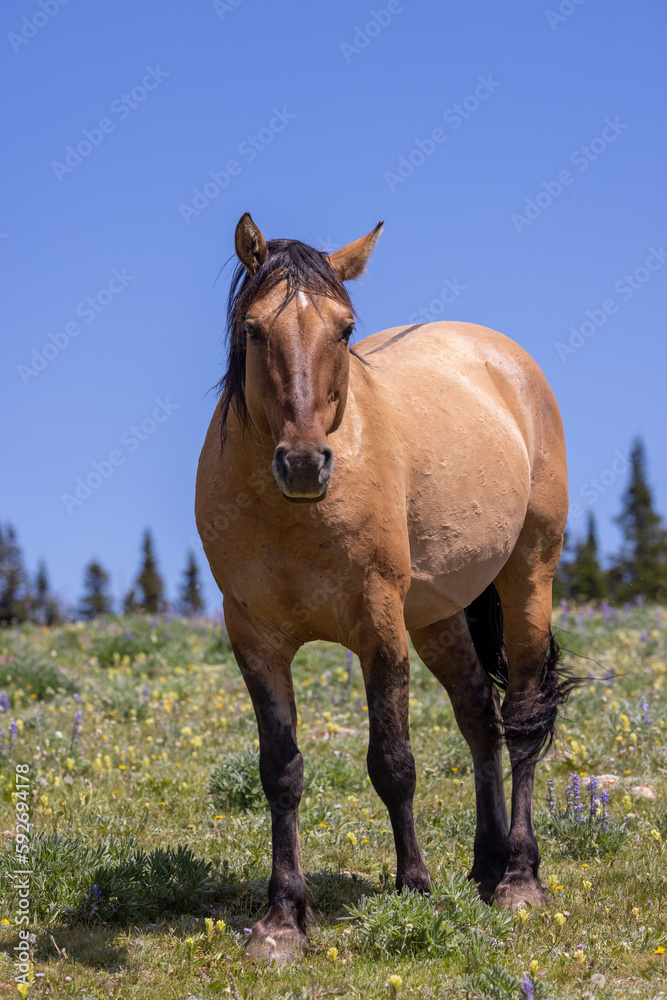 Fototapeta premium a beautiful wild horse in the Pryor Mountains Montana in summer