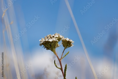 Woodland flora