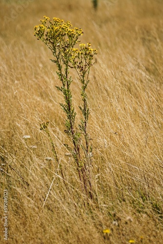 Woodland flora