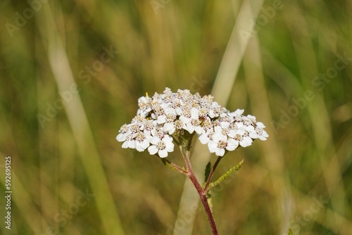 Woodland flora