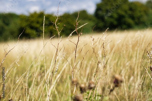 Woodland flora