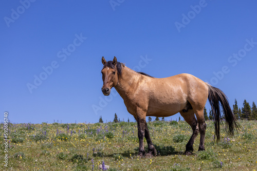 a beautiful wild horse in the Pryor Mountains Montana in summer