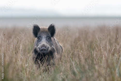 Fotografie Schwarzwild in der Rauschzeit