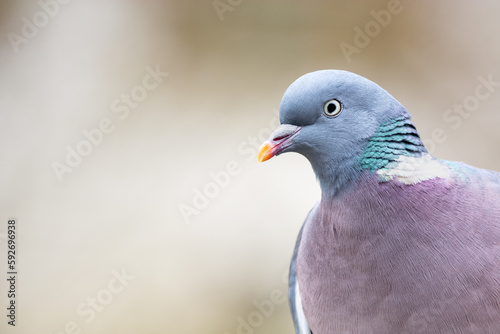 Close up d'un pigeon ramier (Columba palumbus)