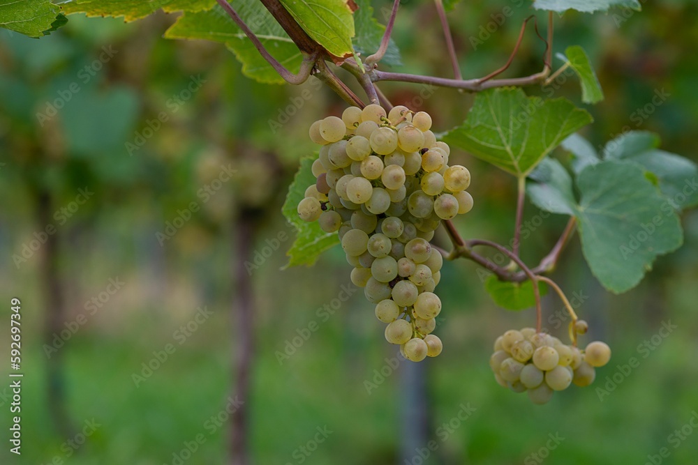 Close-up shot of grape clusters growing on a vineyard Close-up shot of grape clusters growing on a vineyard