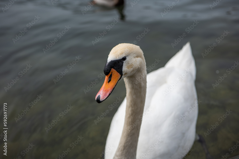 Curious adult white swan swimming on a lake in Europe. Close to the shore, no people Curious adult white swan swimming on a lake in Europe. Close to the shore, no people