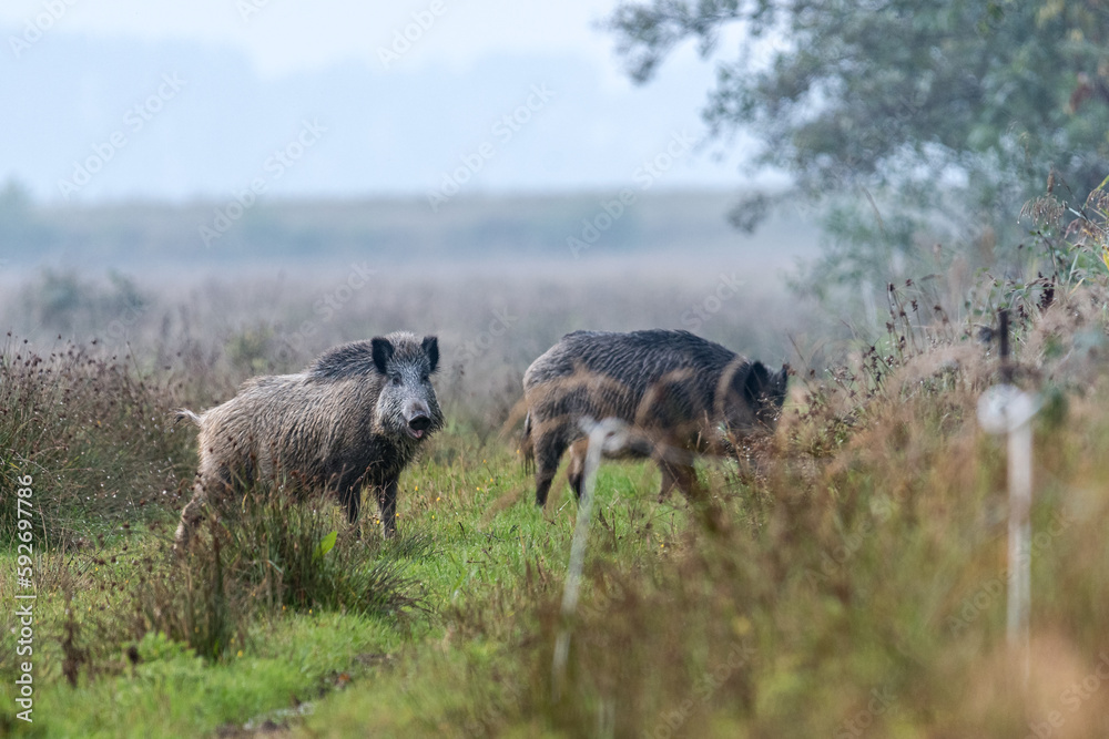 Schwarzwild in der Rauschzeit Schwarzwild in der Rauschzeit