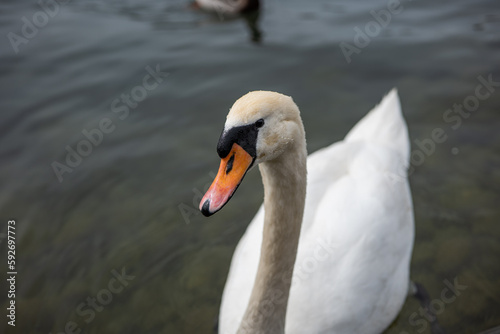 Curious adult white swan swimming on a lake in Europe. Close to the shore, no people