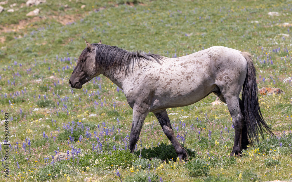 a beautiful wild horse in the Pryor Mountains Montana in summer a beautiful wild horse in the Pryor Mountains Montana in summer