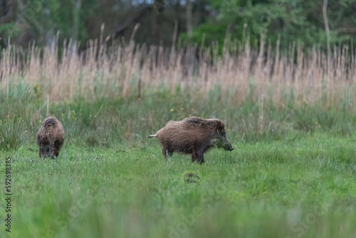 Wildschwein in der Wiese