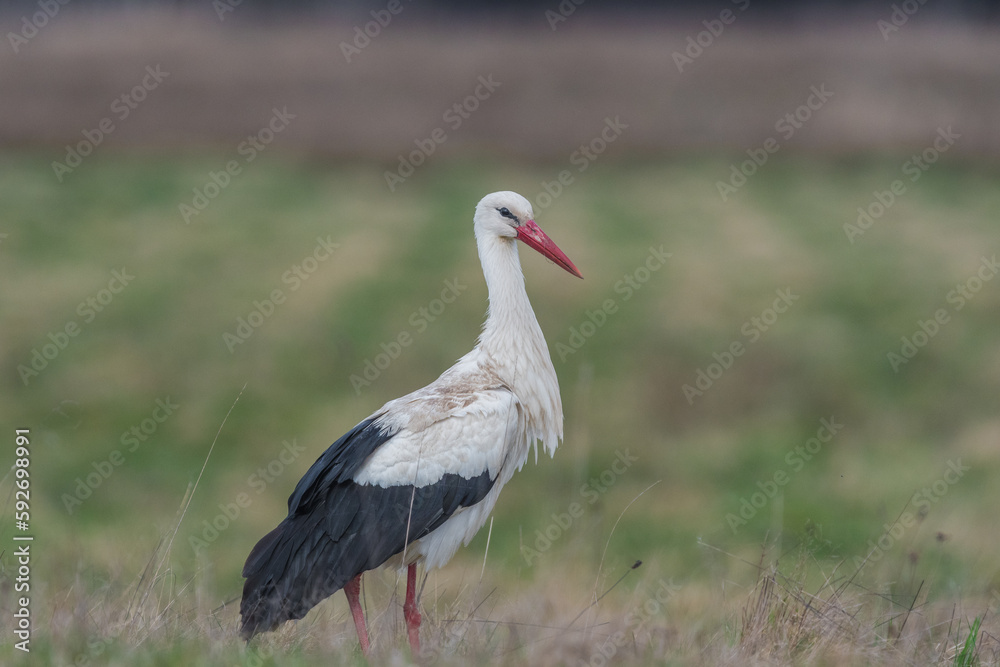 Fototapeta premium white stork walking in the meadow
