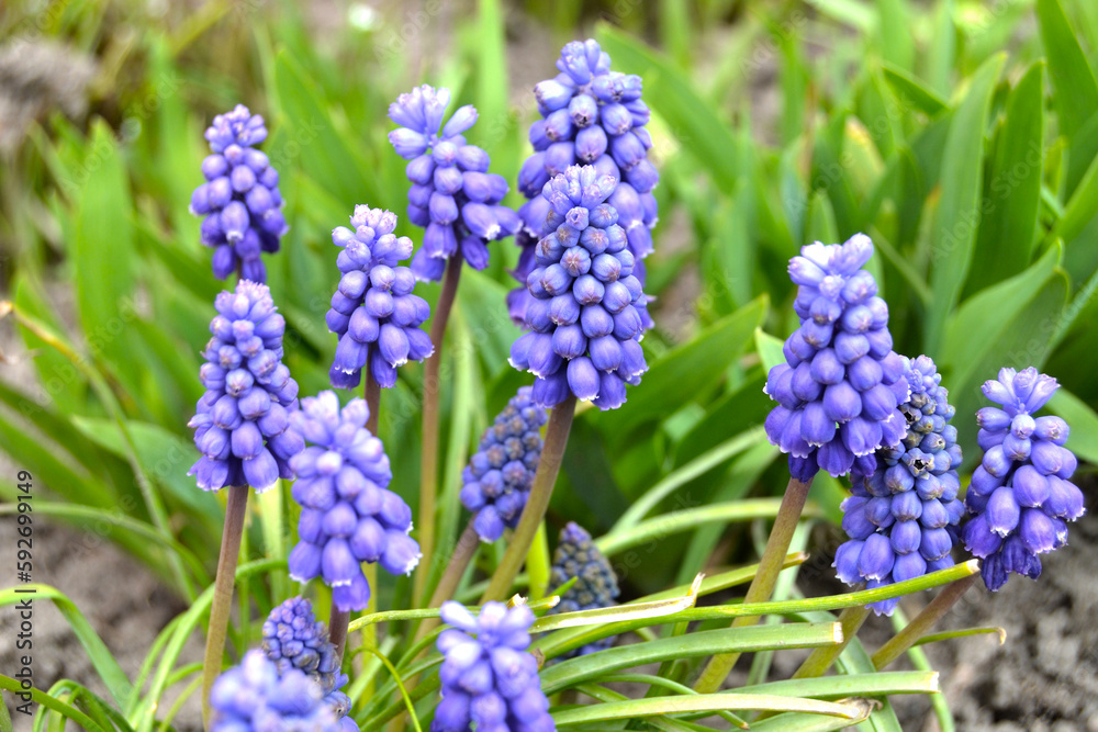 Grape Hyacinth Muscari Armeniacum Flowering In Early Spring. Grape Hyacinth Muscari Armeniacum Flowering In Early Spring.