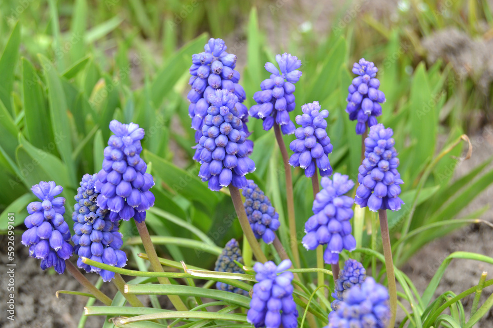 Grape Hyacinth Muscari Armeniacum Flowering In Early Spring. Grape Hyacinth Muscari Armeniacum Flowering In Early Spring.
