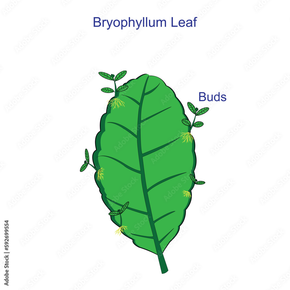 Leaf Of Bryophyillum With Buds Some Plants Grow From The Leaf Asexual Reproduction In Plants