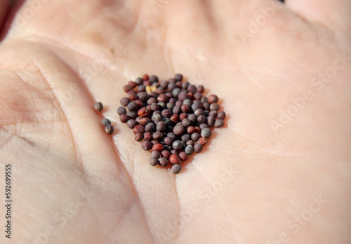 Many turnip seeds or kale seeds in hand before planting, close up. Pile of small brassica seeds. Macro of purple top white globe turnip seeds rutabaga, or Brassica rapa, variety rapa. Selective focus.