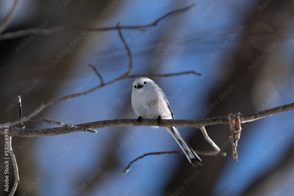 Fototapeta premium シマエナガ Long-tailed tit 雪の妖精 Snow Fairy 