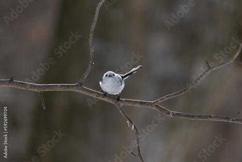 シマエナガ  Long-tailed tit　雪の妖精 Snow Fairy  © Earth theater