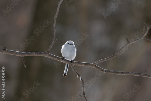 シマエナガ  Long-tailed tit　雪の妖精 Snow Fairy  © Earth theater