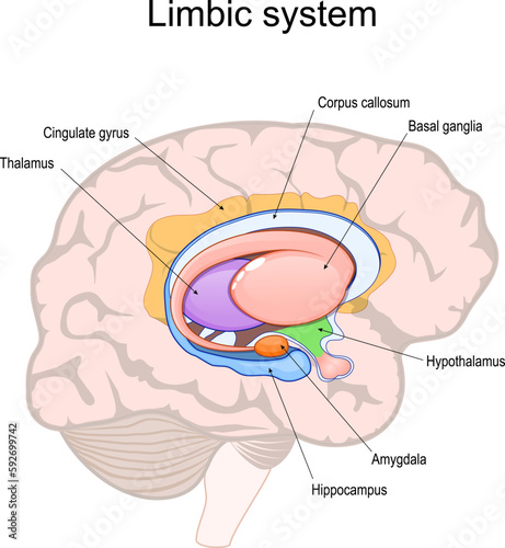 limbic system. Cross section of the human brain