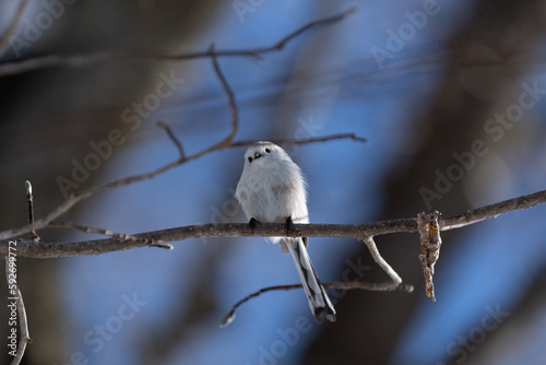 シマエナガ Long-tailed tit 雪の妖精 Snow Fairy 