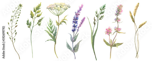 Beautiful floral set with watercolor hand drawn summer wild field flowers. Set of floral elements  watercolor botanical illustration isolated on white background.
