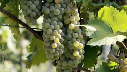 Wallpaper Mural Cutting a bunch of ripe grapes. Harvest and viticulture concept. Grapes harvesting. Close-up of ripe grapes on a vine for the preparation of wine. Torontodigital.ca