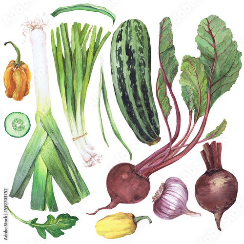Watercolor illustration of vegetables. Hand-drawn set from isolated clip art on a white background. Bright and juicy pictures of realistic watercolor vegetables for any design.
