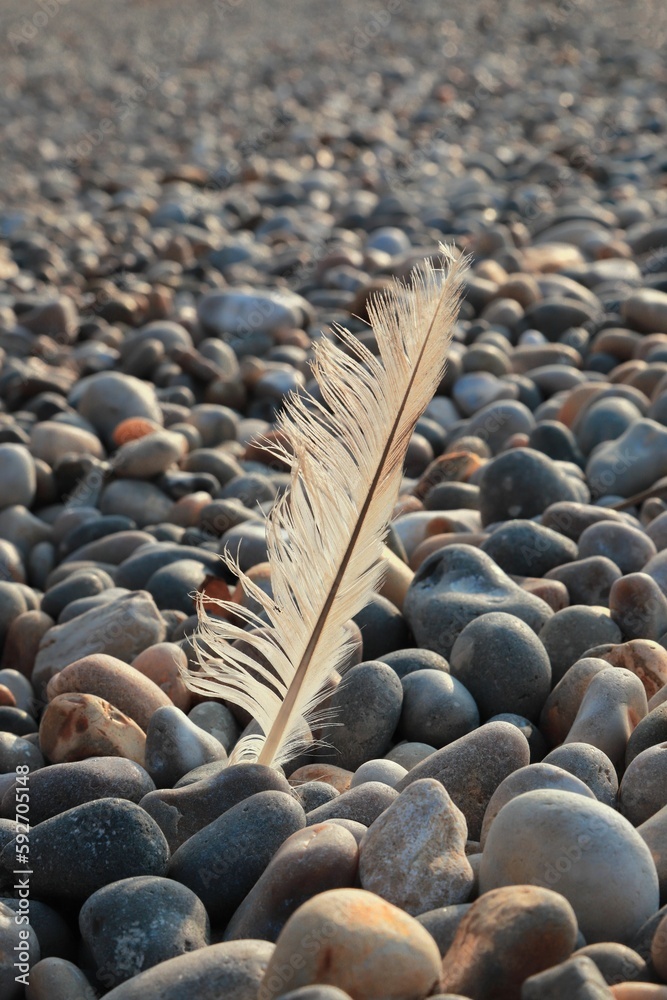 Obraz premium Feather on the beach pebbles - summer wallpaper
